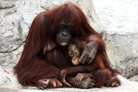 Mum