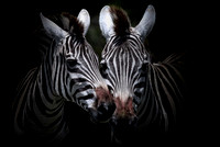Imperial Stripes