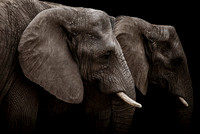 Tusker House