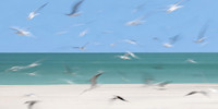 Mariner Beach Club