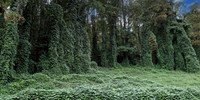 Popeyes Garden